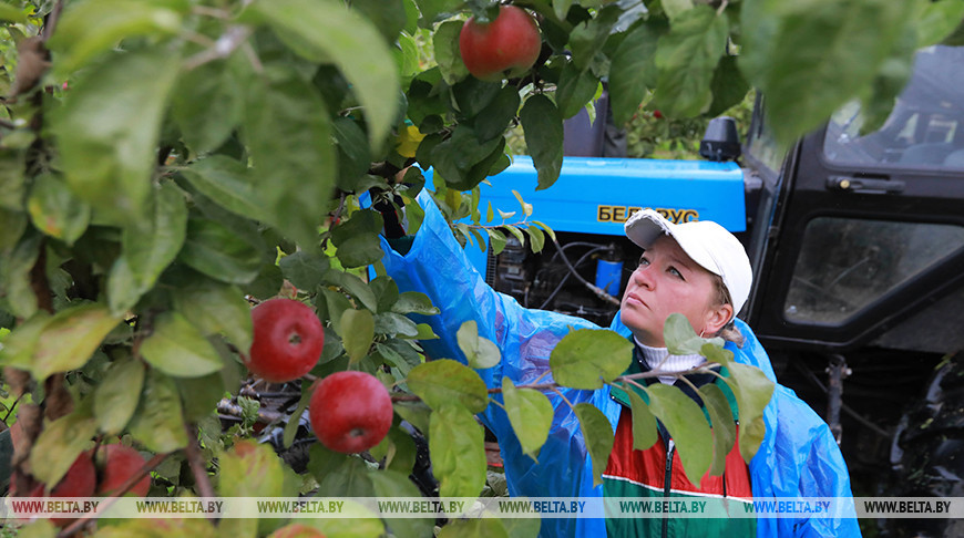 Около 700 т яблок планируют собрать в СПК "Колхоз "Родина" Белыничского района