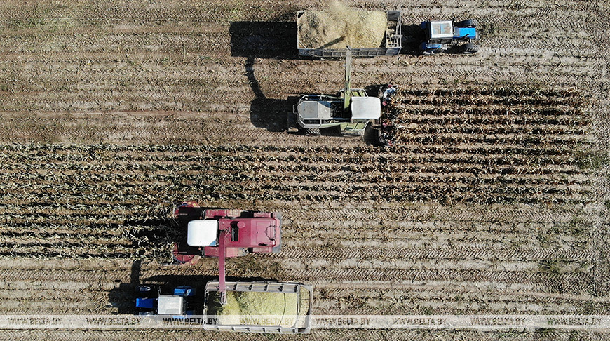 Хозяйства Гродненской области убрали почти половину площадей кукурузы на силос