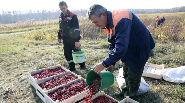 В Лельчицком лесхозе завершают сбор клюквы