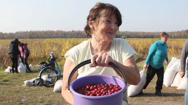 Жители Полесья собирают клюкву