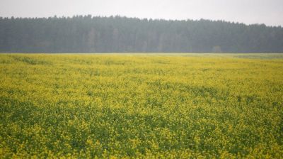 В Гродненском районе зацвел рапс