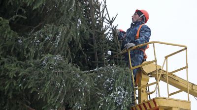 В Витебске каркас главной елки "обшивают" пушистыми красавицами