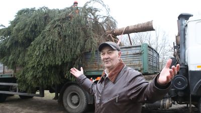 Дачник подарил новогоднюю ель микрорайону Гомеля