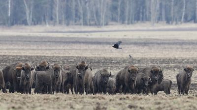 На семинаре под Гродно решали, что делать с растущей популяцией зубров