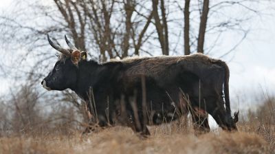 В Беларусь вернулись туры