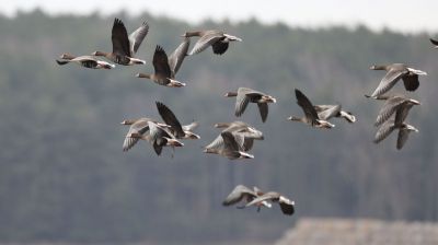 В Беларусь возвращаются перелетные птицы