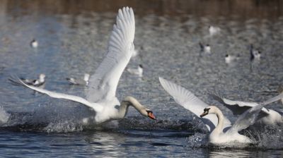 Стая лебедей поселилась на водоеме в Витебске