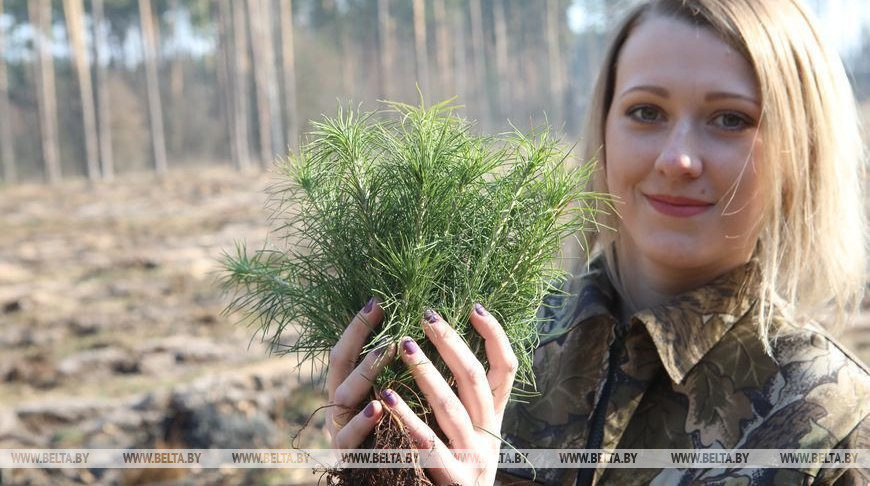 Более 15 млн молодых деревьев высадят во время "Недели леса" в Гомельской области
