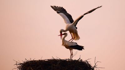 Аисты вернулись в родные места