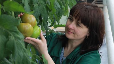 В теплицах ОАО "Рассвет им. К.П.Орловского" собирают урожай