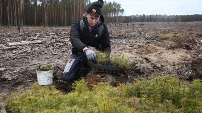 Студотряды высаживают деревья на месте лесного пожара под Гродно