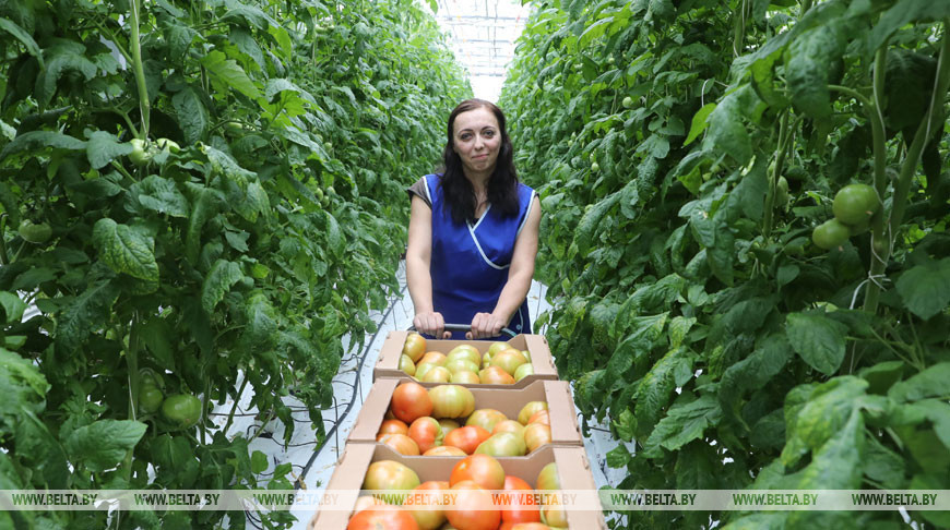 Первые полторы тонны томатов собрали овощеводы "Весна-энерго"