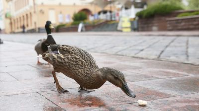 В Гродно по центру города гуляют дикие утки