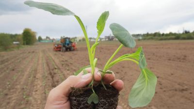 В Могилевском районе сажают капусту