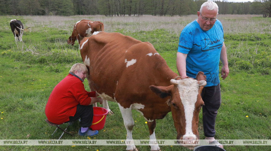 Более 50 коров содержат жители поселка Голынец Могилевского района