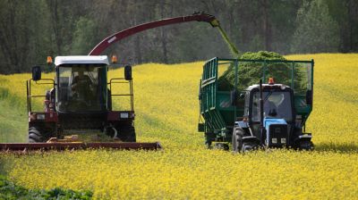 В Витебском районе убирают сурепицу