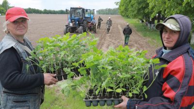 В Кировском районе высадили первые арбузы