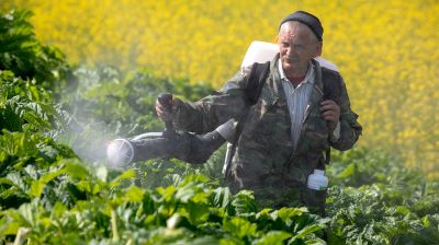 В Витебском районе борются с борщевиком Сосновского