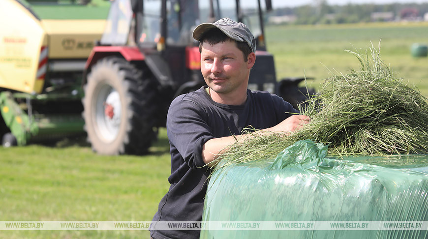 Заготовка травянистых кормов идет в Бобруйском районе
