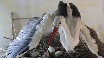 Природно-экологический музей в Полоцке