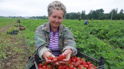 В Могилевском районе собирают клубнику