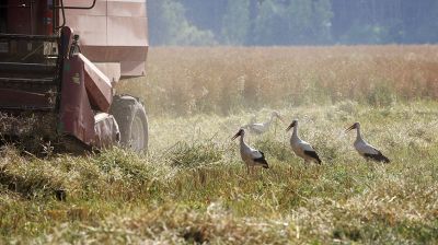 В Гомельской области приступили к уборке озимого рапса