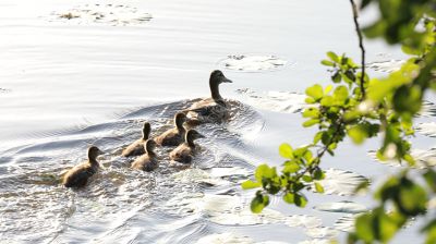 Чигиринское водохранилище