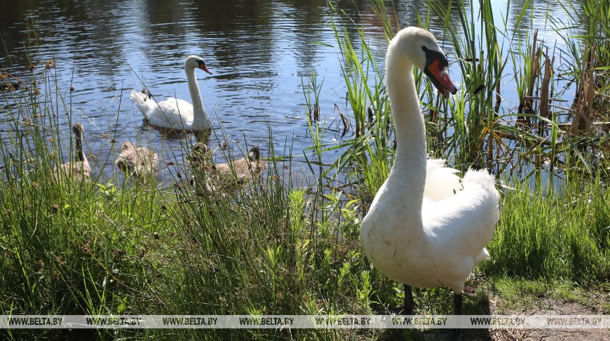 Лебеди на Старокрасненском озере в Речицком районе