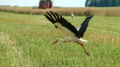 Белорусские аграрии убрали более половины площадей озимого рапса на зерно