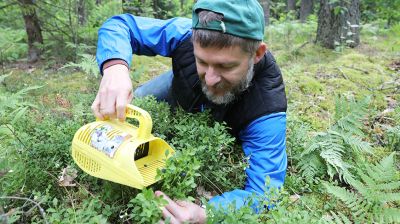 Сбор грибов и ягод в Глубокском районе