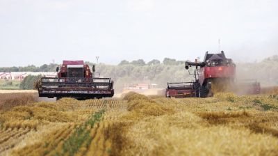 Семейный экипаж из Каменецкого района намолотил более 2 тыс. т зерна