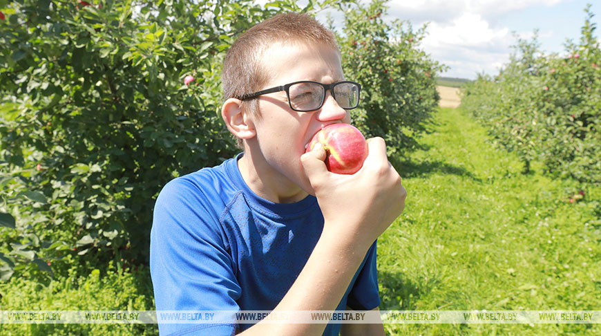 В Кировском районе приступили к сбору ранних сортов яблок