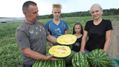 Фермер Игорь Гринько из Гомельского района выращивает арбузы