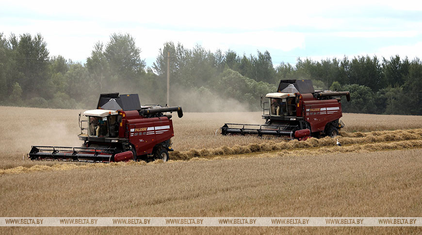 Уборка зерновых в Витебском районе