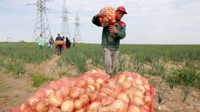 Уборку лука начали в Могилевском районе