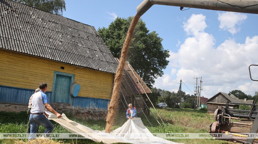 Уборка зерновых идет на приусадебных участках в Гродненском районе