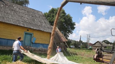 Уборка зерновых идет на приусадебных участках в Гродненском районе