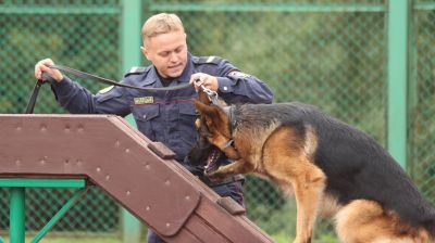 Соревнования кинологов прошли на смотре-конкурсе профмастерства Департамента охраны МВД