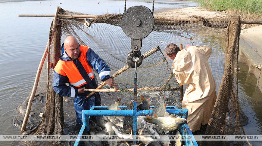 Массовый вылов рыбы в рыбхозе "Свислочь"