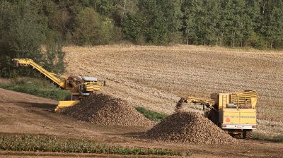 Уборка сахарной свеклы в Гродненском районе