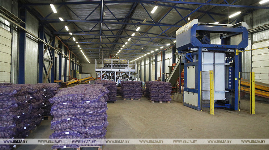 В хранилище СПК "Гигант" Бобруйского района заложили 11 тыс. т картофеля