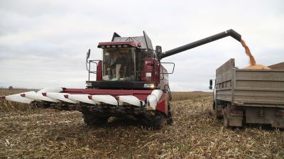 В Могилевском районе продолжается уборка кукурузы на зерно