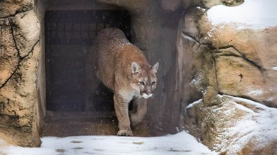 Минский зоопарк готовится к зиме