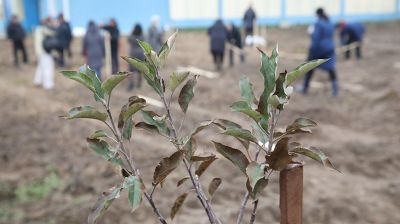 В Брагинском районе заложили яблоневый сад