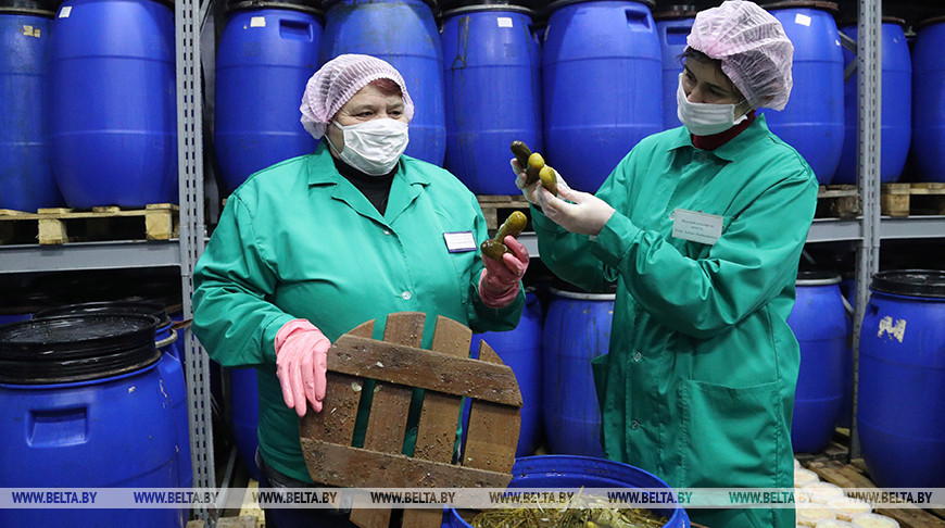Работники райпо из Бобруйска заготавливают соленья на зиму