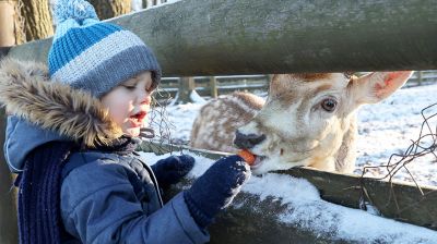 Олени в Витебском зоопарке