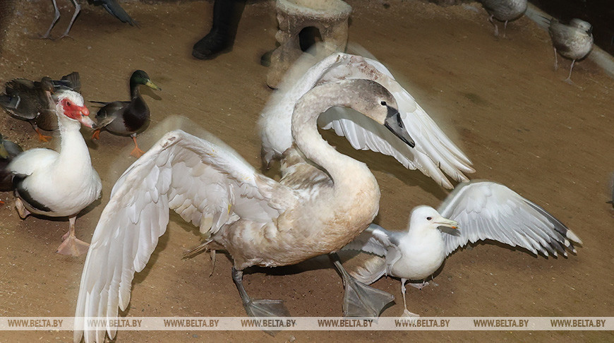 В Витебском зоопарке спасли лебедя, проглотившего блесну