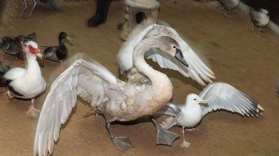 В Витебском зоопарке спасли лебедя, проглотившего блесну