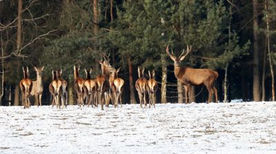 Зима в заказнике "Красный Бор"