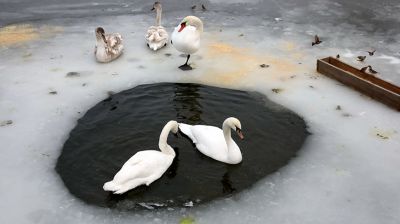 В Гомельском районе сотрудники МЧС спасли лебедя